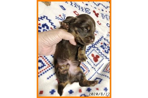 成約済の千葉県のミニチュアダックスフンド(ロングヘアード)-104304の4枚目